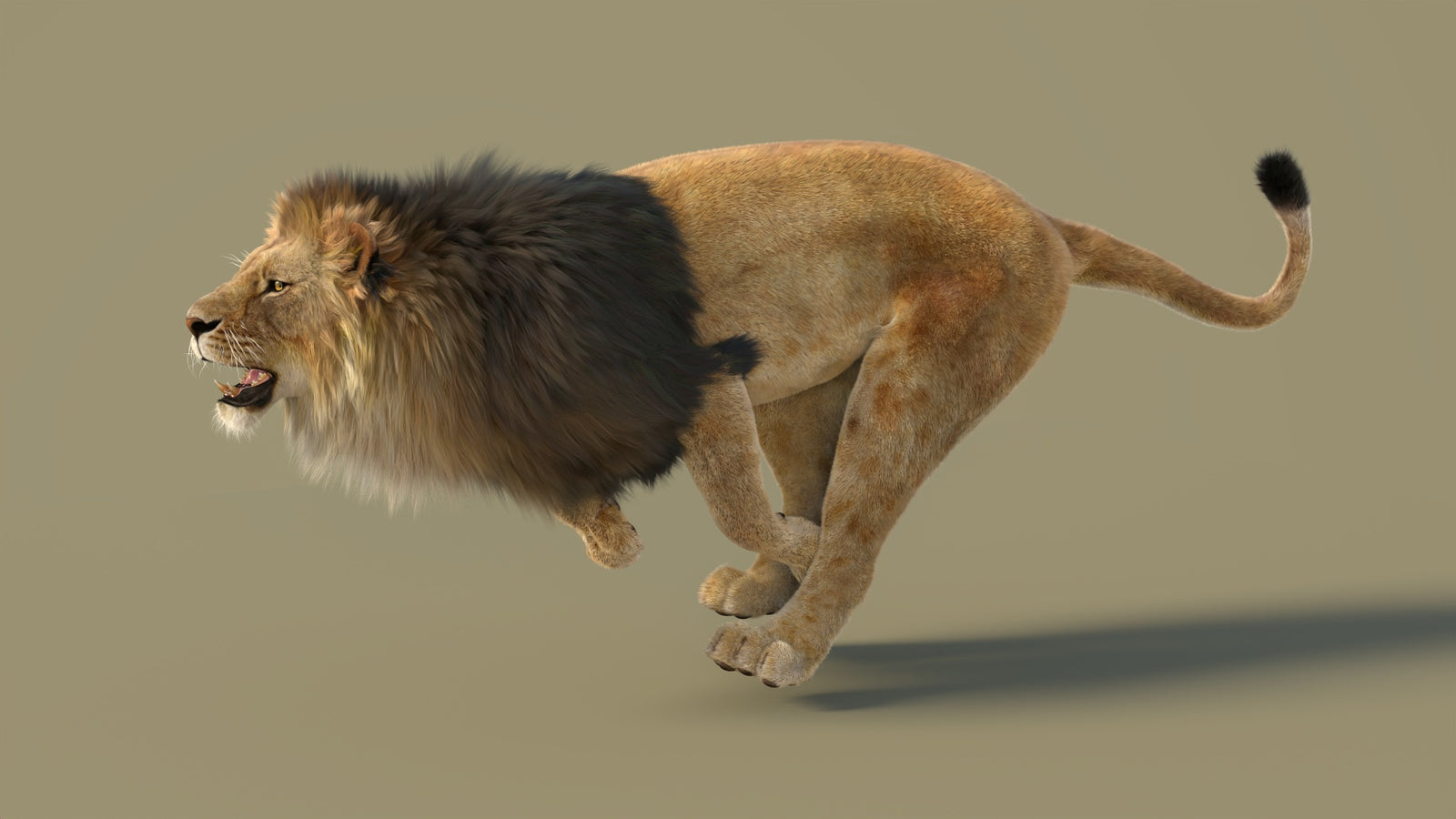 Animated Lion 3D Model with Fur 360° view 3 frame 9