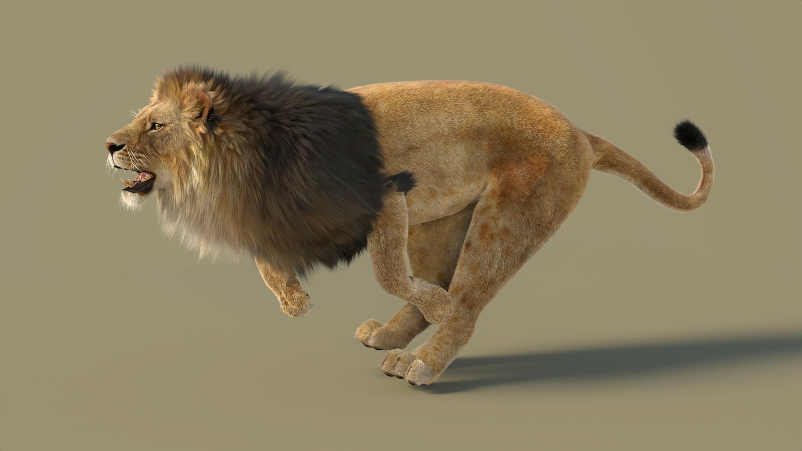 Animated Lion 3D Model with Fur 360° view 3 frame 10