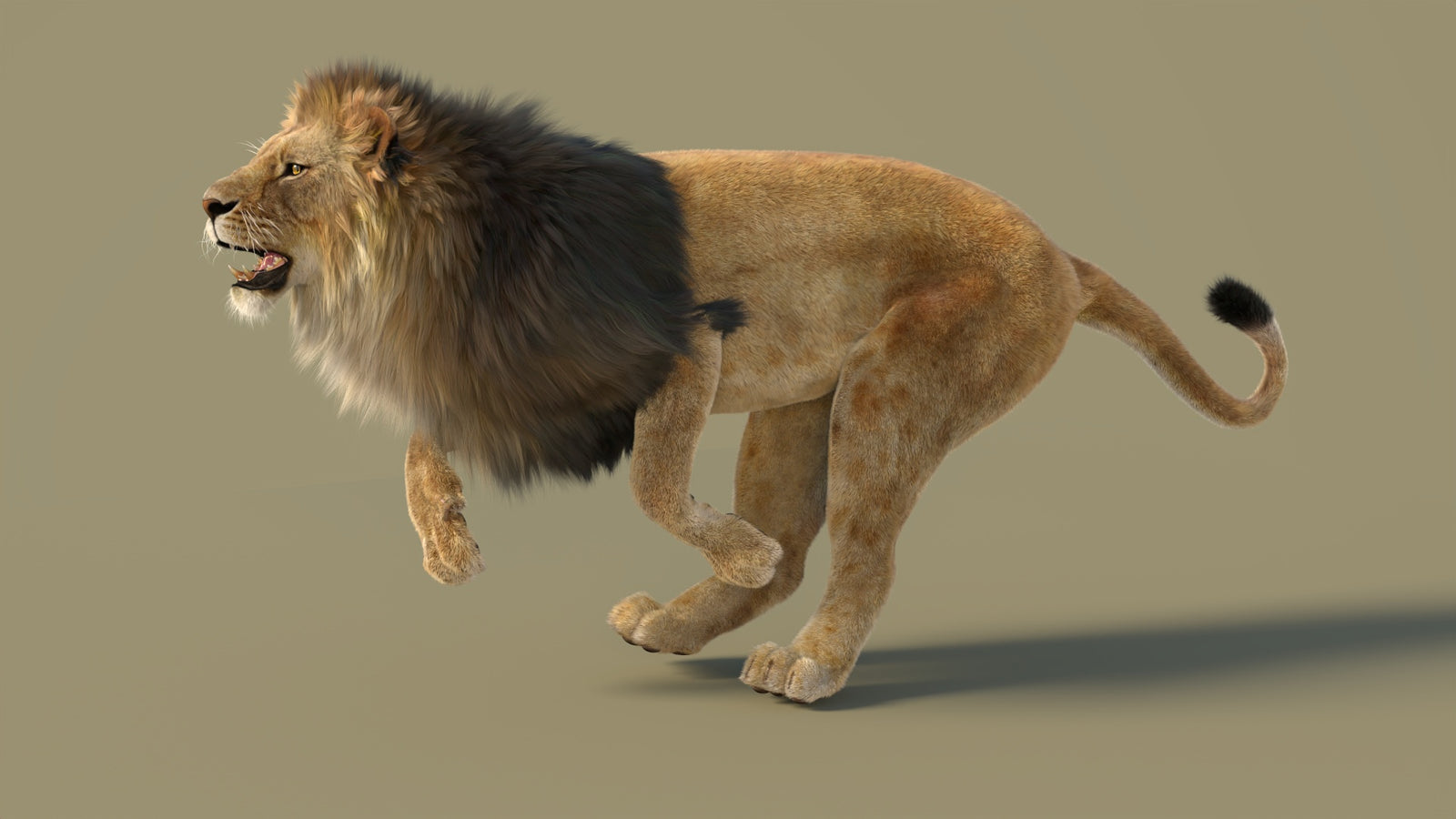 Animated Lion 3D Model with Fur 360° view 3 frame 11