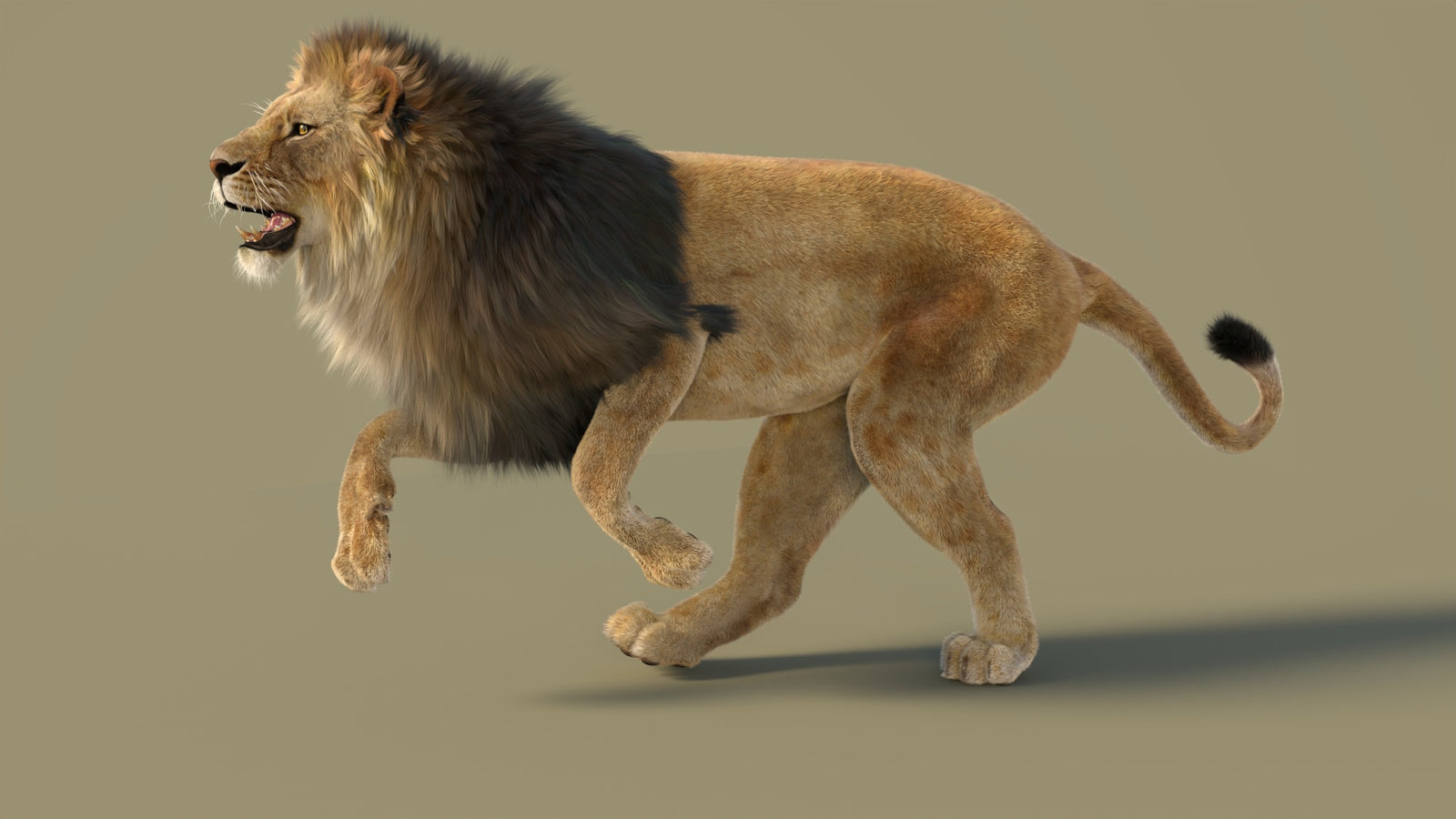 Animated Lion 3D Model with Fur 360° view 3 frame 12