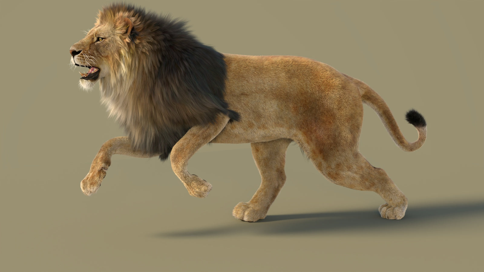 Animated Lion 3D Model with Fur 360° view 3 frame 13