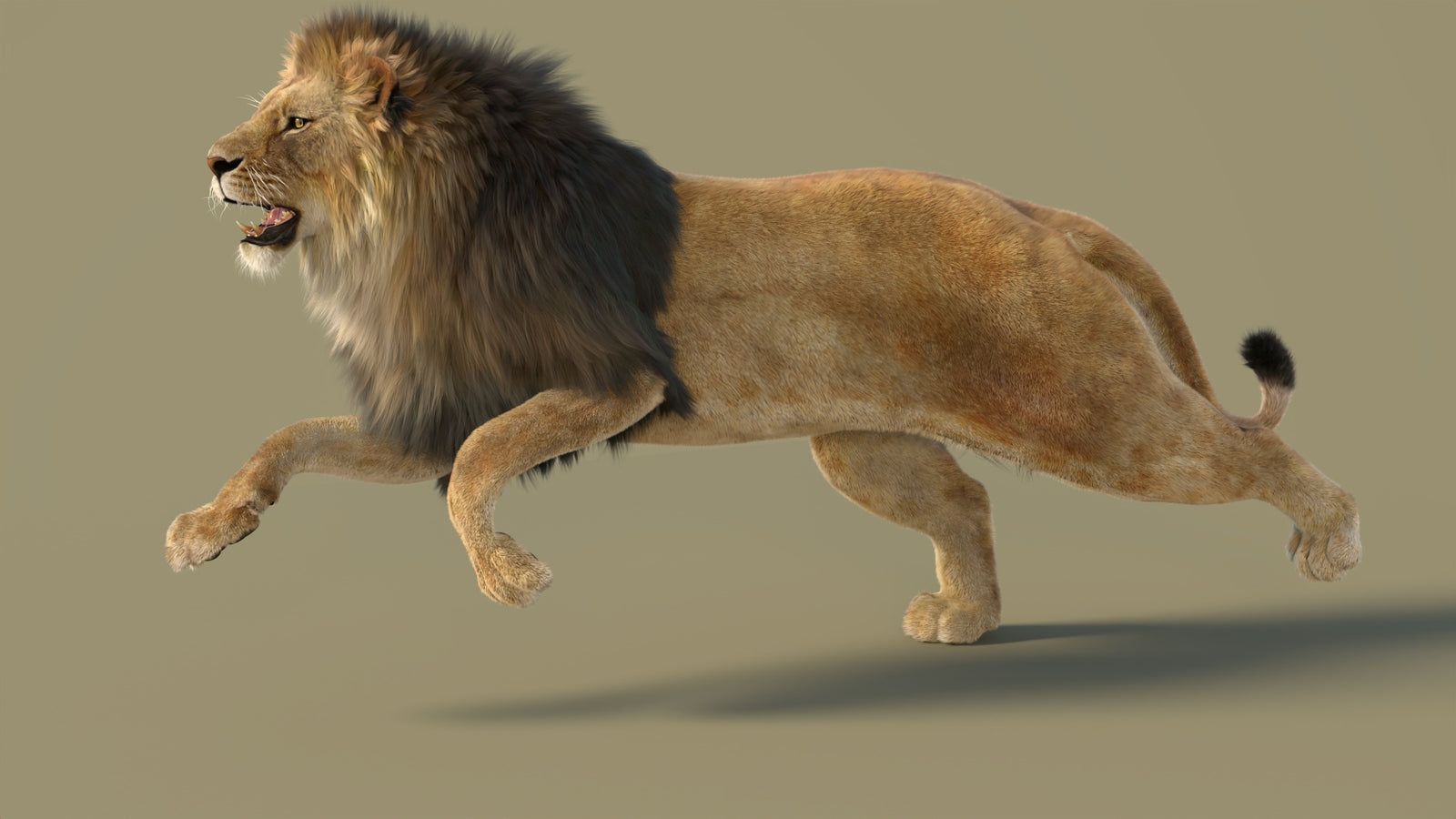 Animated Lion 3D Model with Fur 360° view 3 frame 14