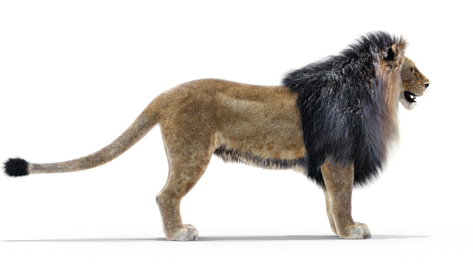 Animated Lion 3D Model Fur - 360 Degree View