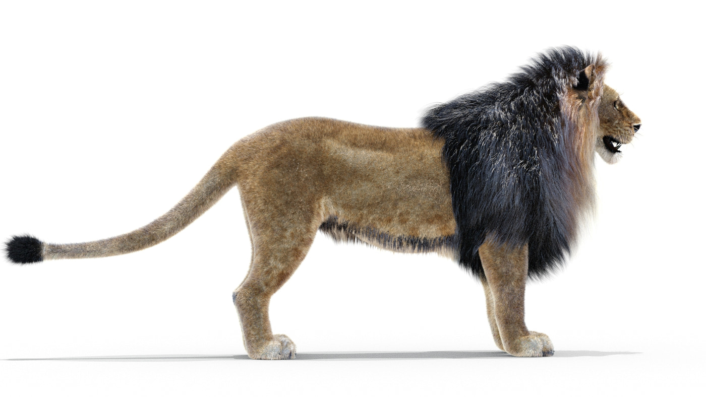 Animated Lion 3D Model Fur - 360 Degree View