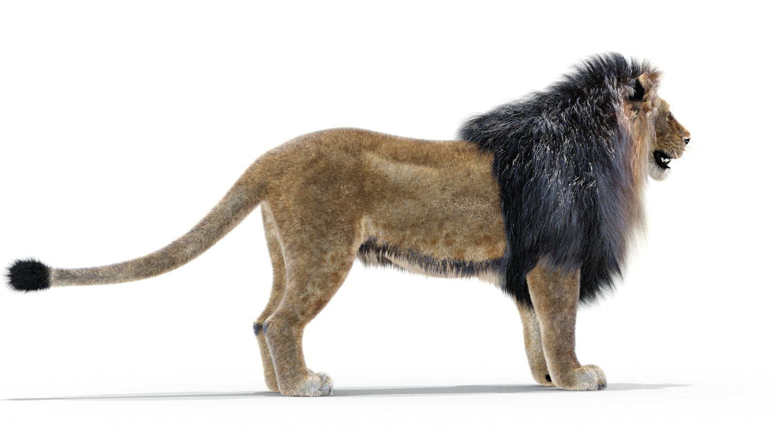 Animated Lion 3D Model with Fur 360° view 1 frame 2
