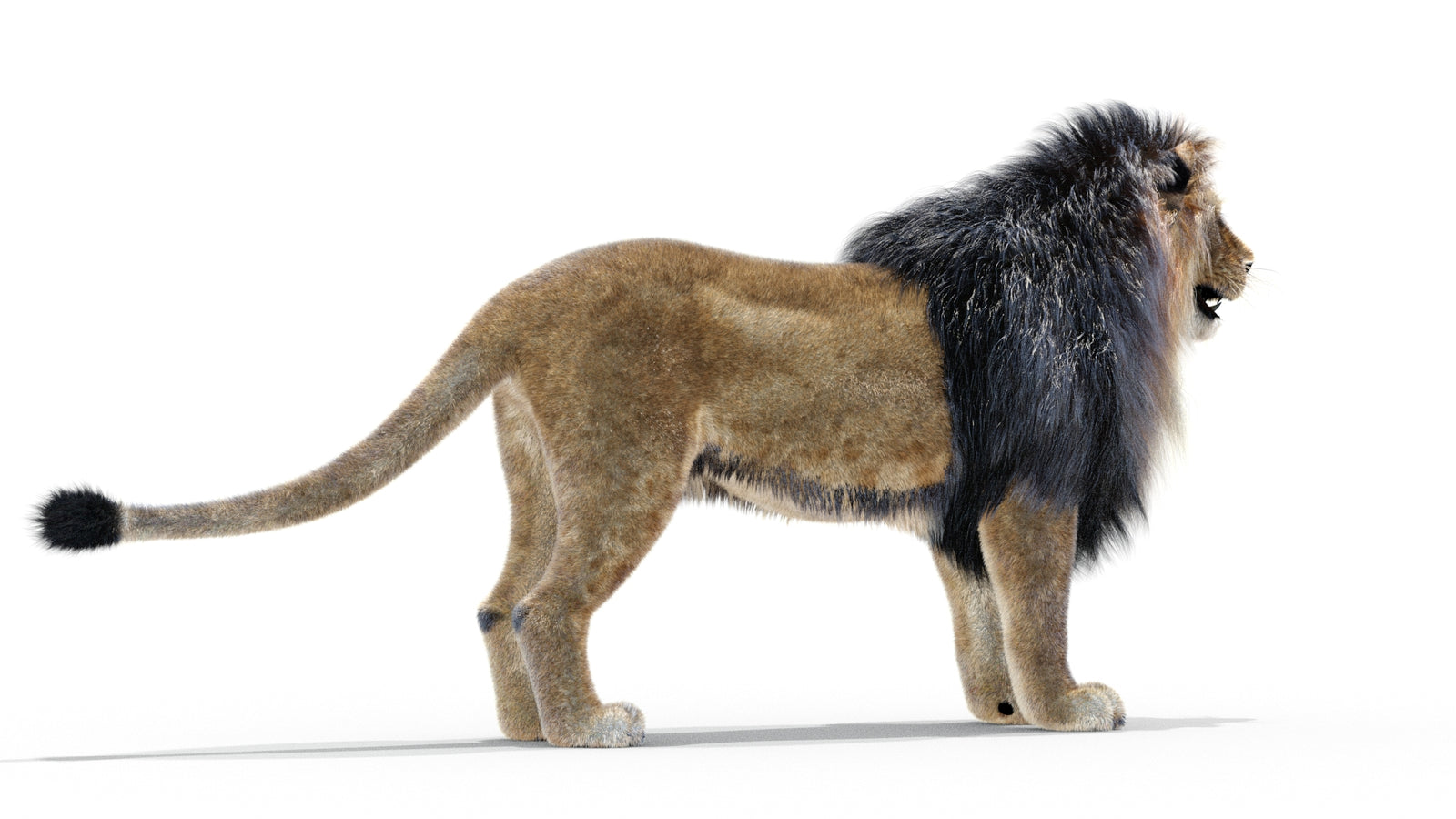 Animated Lion 3D Model with Fur 360° view 1 frame 3
