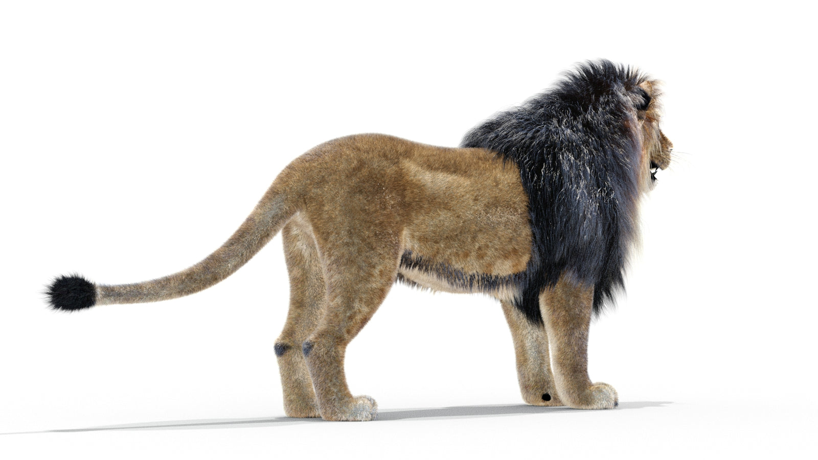 Animated Lion 3D Model with Fur 360° view 1 frame 4