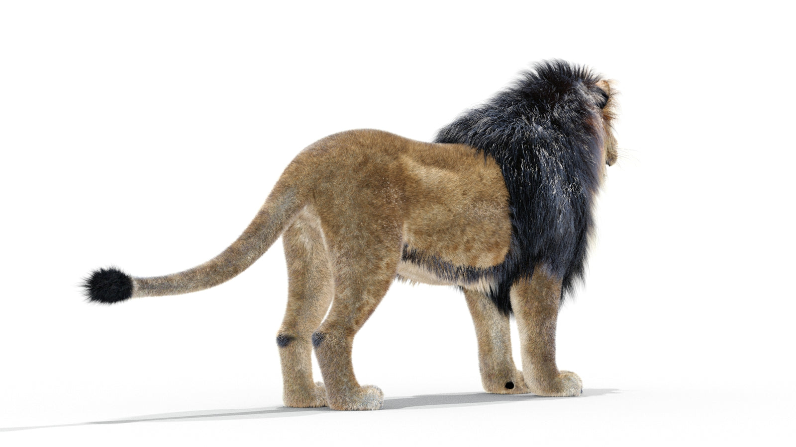 Animated Lion 3D Model with Fur 360° view 1 frame 5