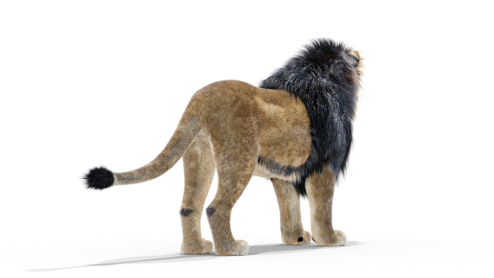 Animated Lion 3D Model with Fur 360° view 1 frame 6