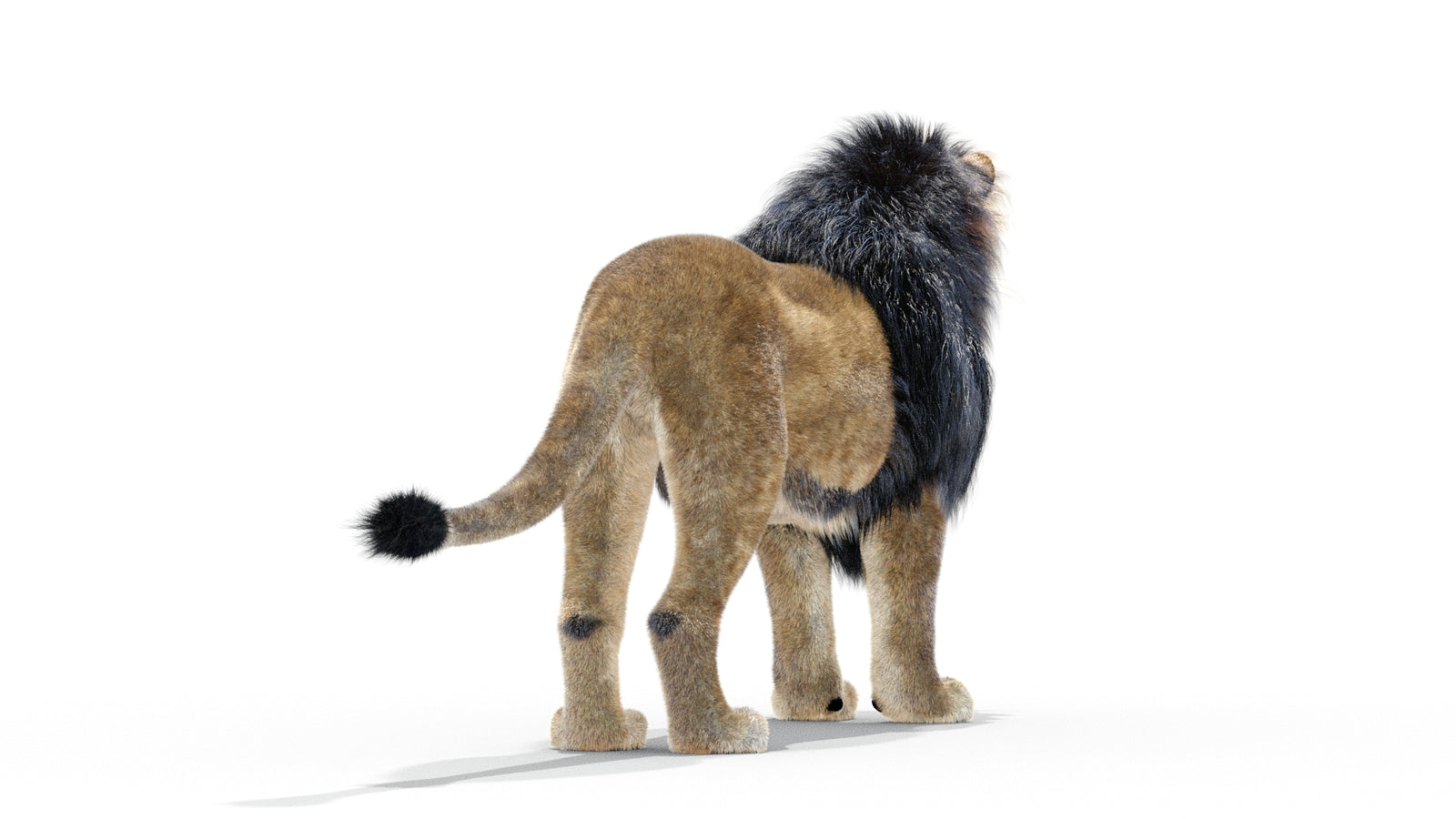 Animated Lion 3D Model with Fur 360° view 1 frame 7