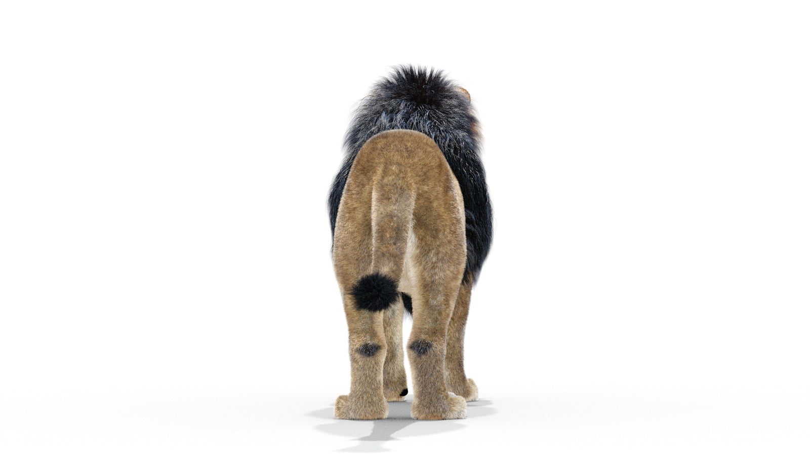 Animated Lion 3D Model with Fur 360° view 1 frame 9