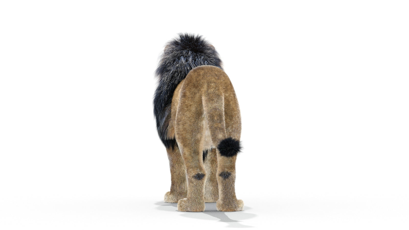 Animated Lion 3D Model with Fur 360° view 1 frame 10