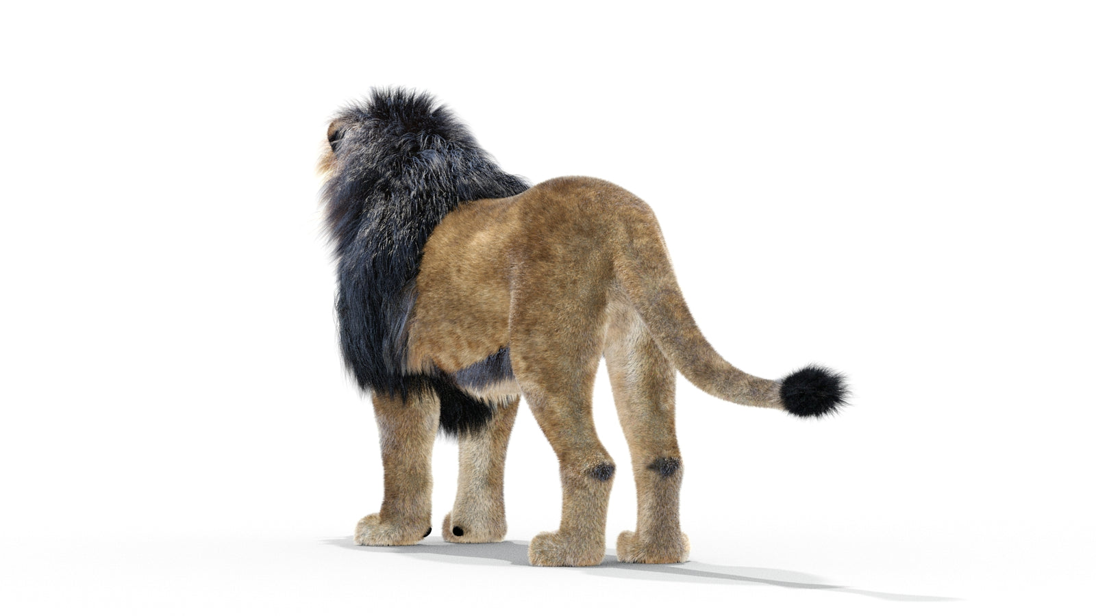 Animated Lion 3D Model with Fur 360° view 1 frame 12
