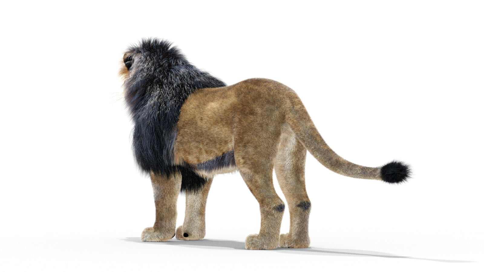 Animated Lion 3D Model with Fur 360° view 1 frame 13