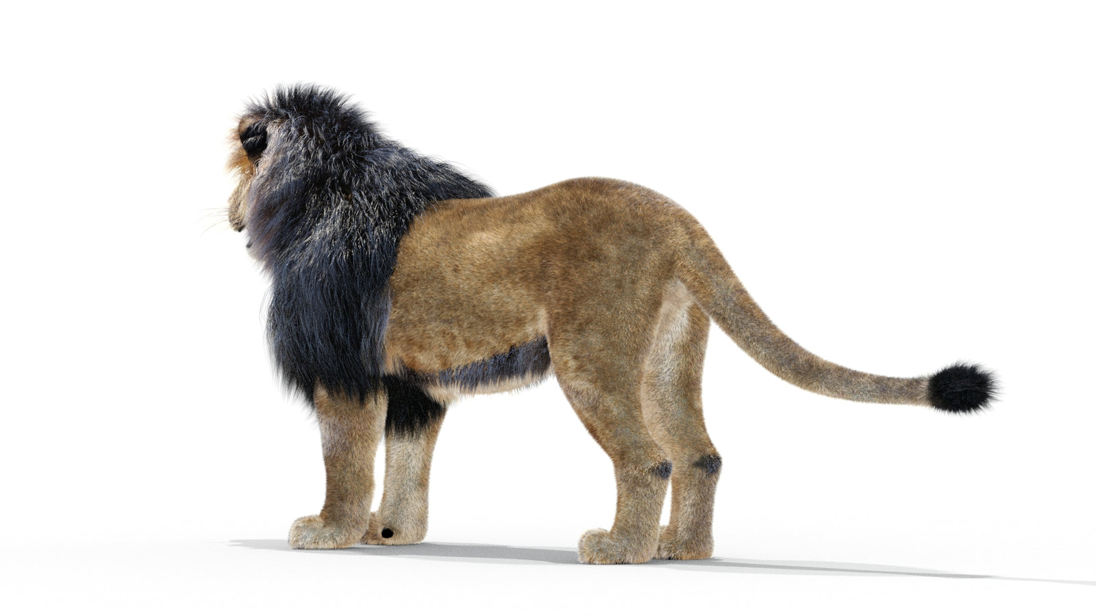 Animated Lion 3D Model with Fur 360° view 1 frame 14