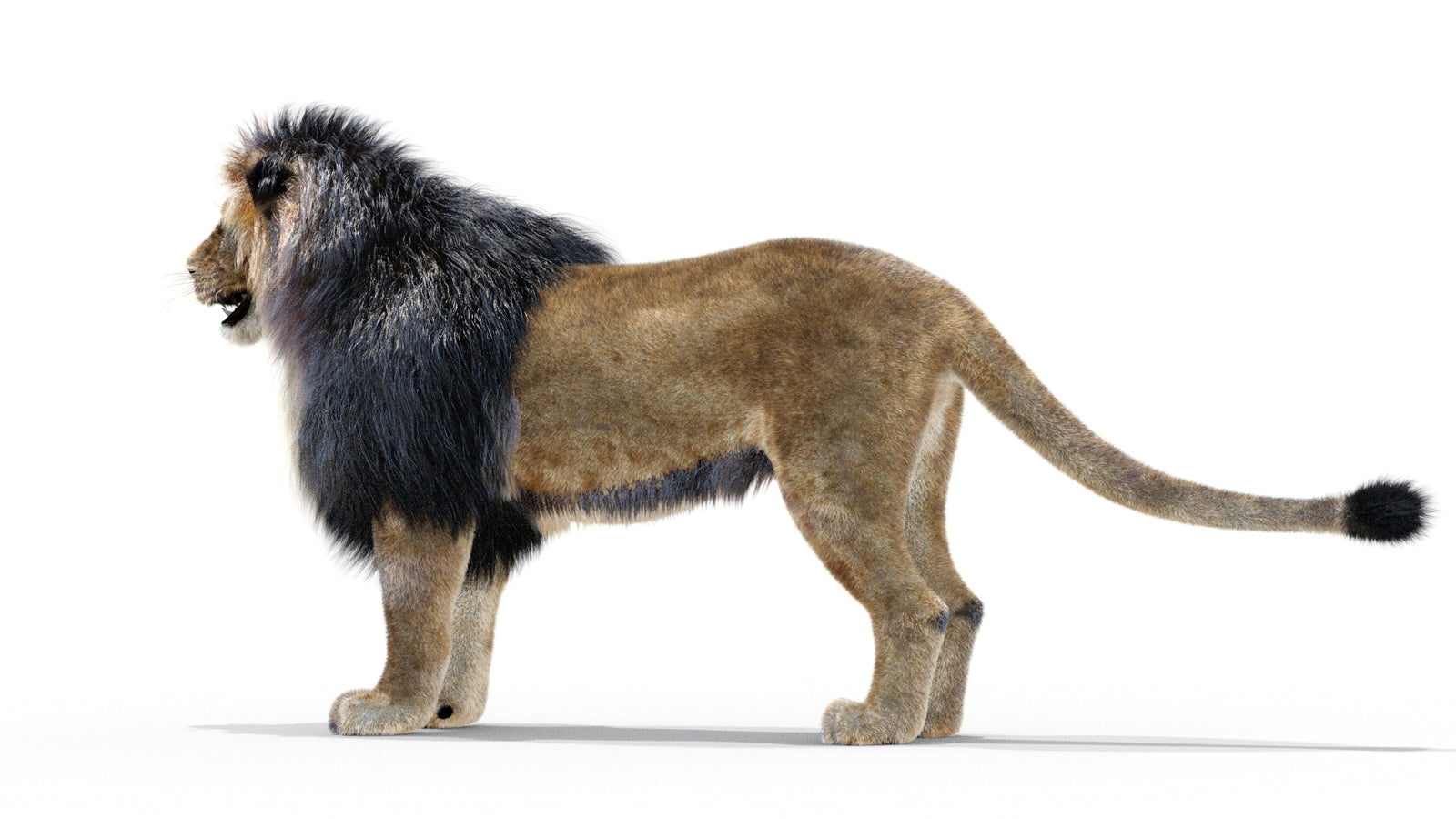 Animated Lion 3D Model with Fur 360° view 1 frame 16