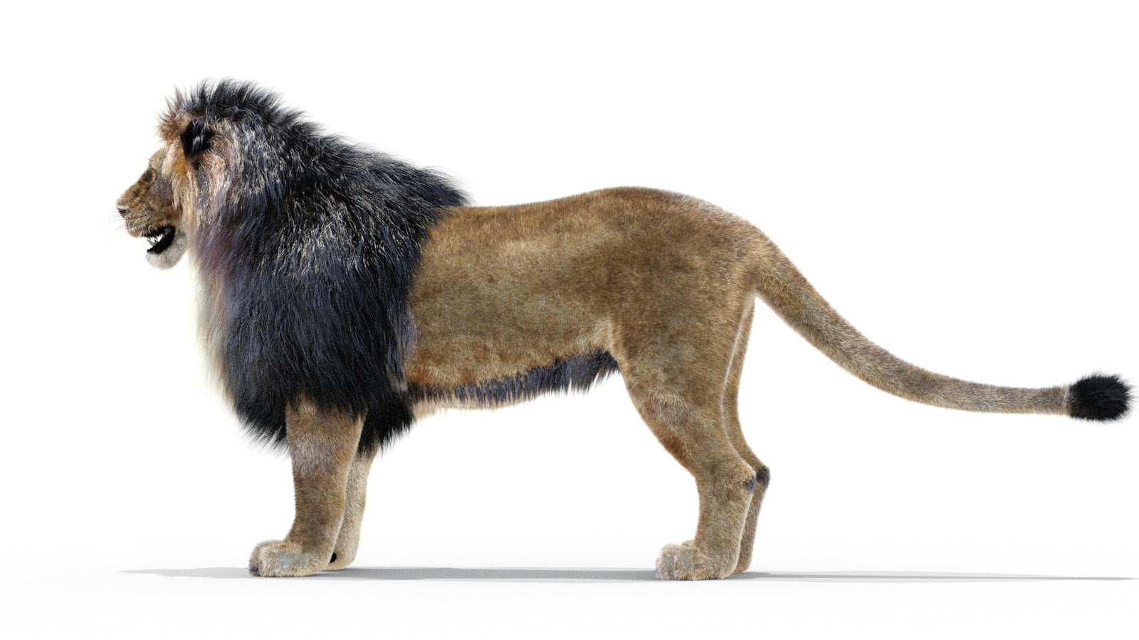 Animated Lion 3D Model with Fur 360° view 1 frame 17