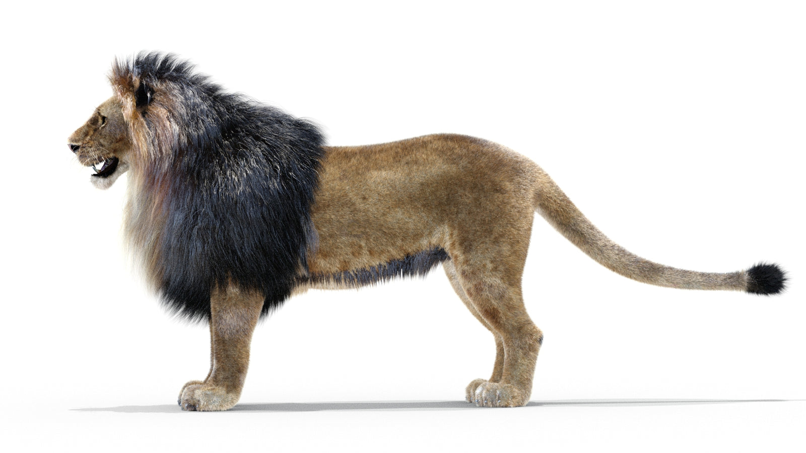 Animated Lion 3D Model with Fur 360° view 1 frame 19