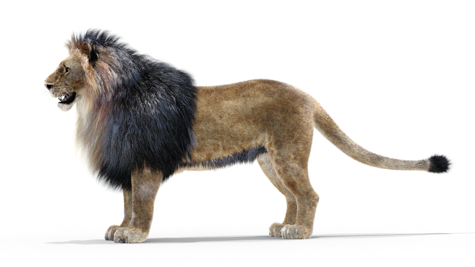 Animated Lion 3D Model with Fur 360° view 1 frame 20