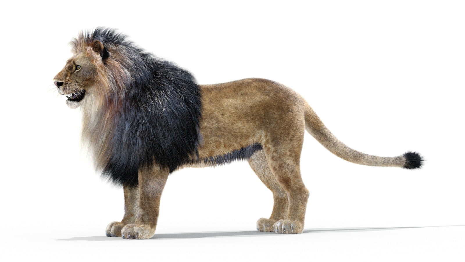 Animated Lion 3D Model with Fur 360° view 1 frame 21