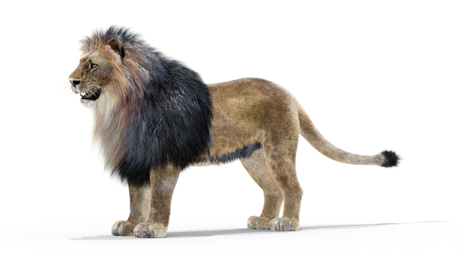 Animated Lion 3D Model with Fur 360° view 1 frame 22
