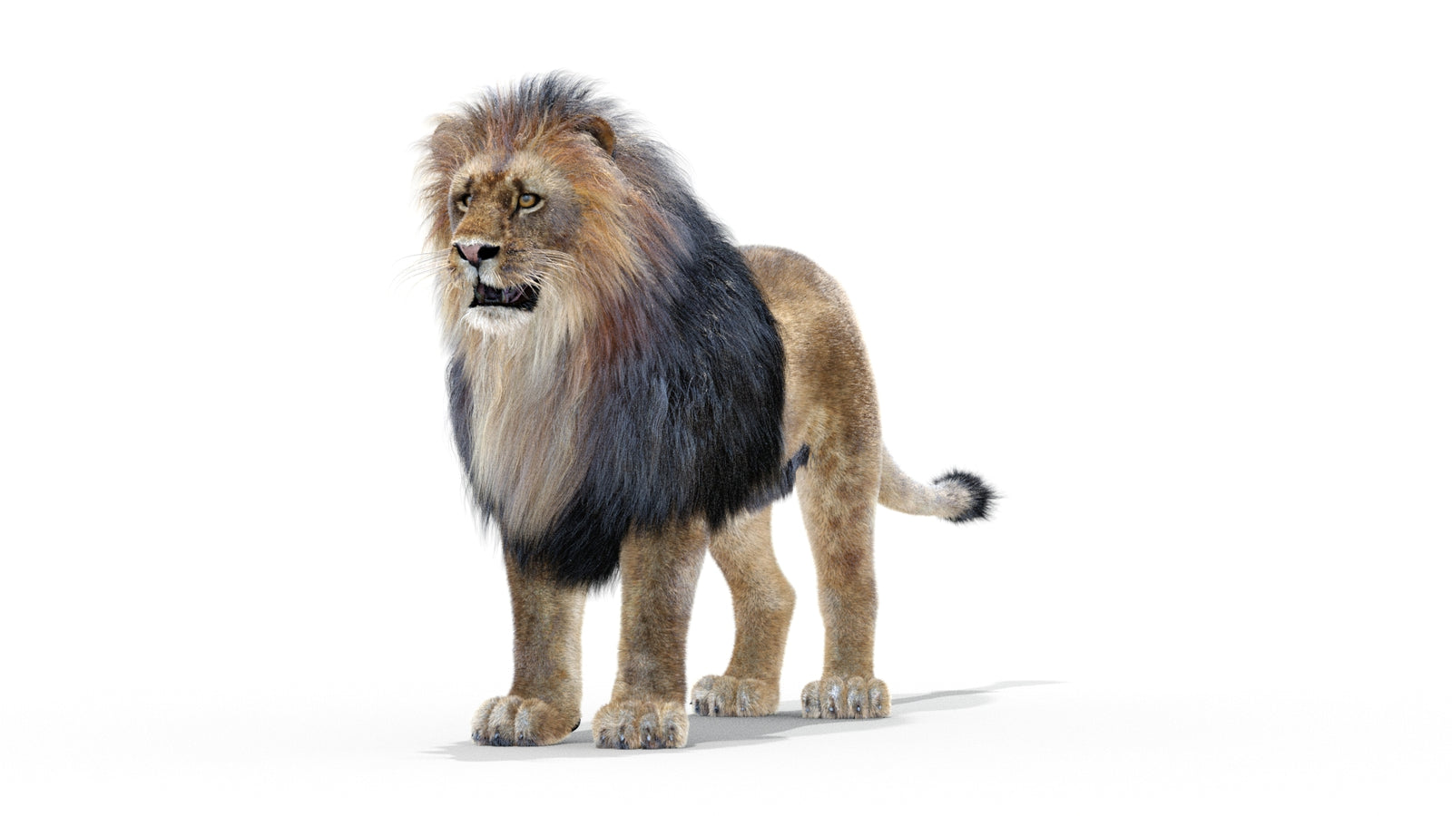 Animated Lion 3D Model with Fur 360° view 1 frame 25