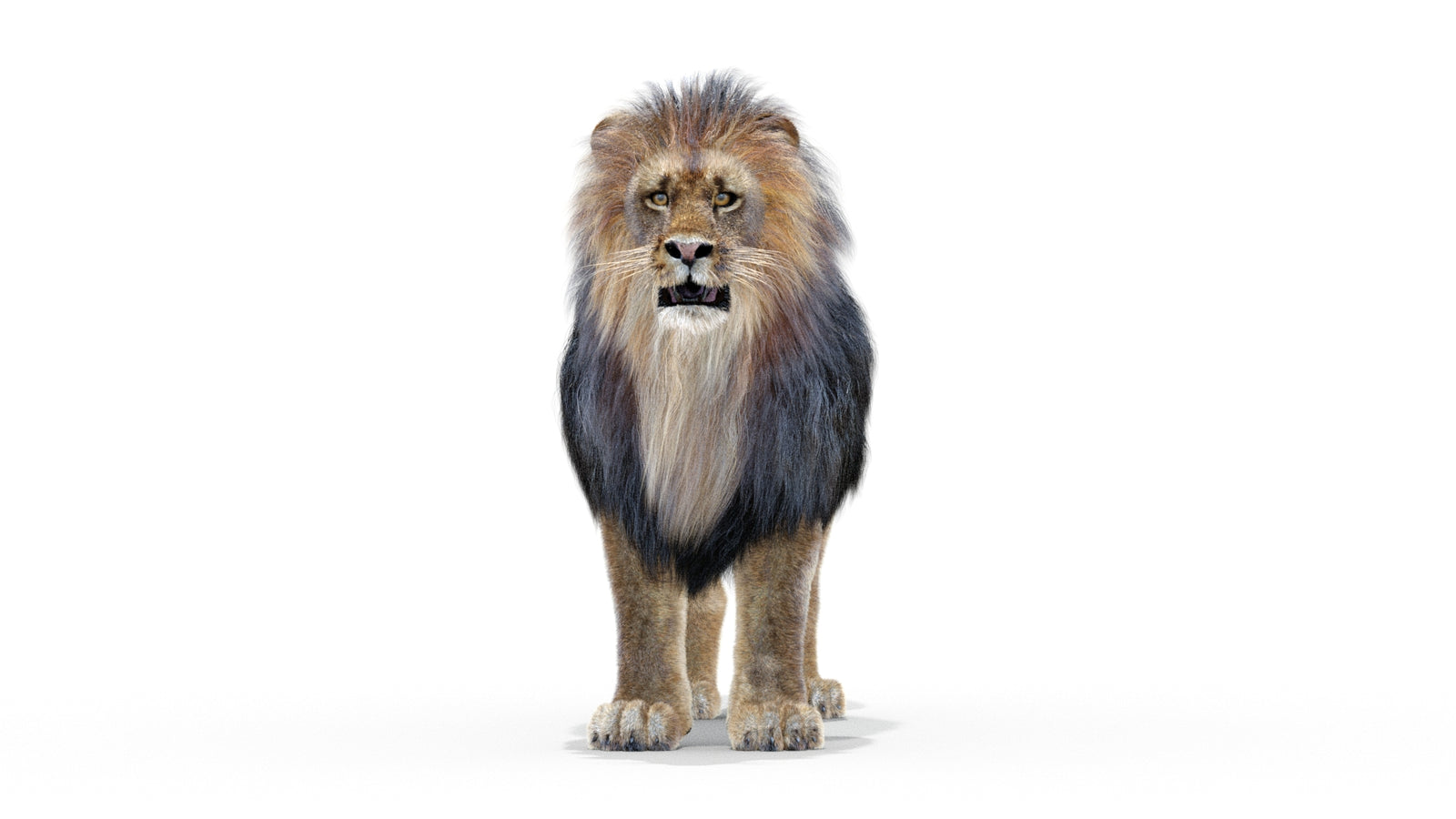 Animated Lion 3D Model with Fur 360° view 1 frame 27