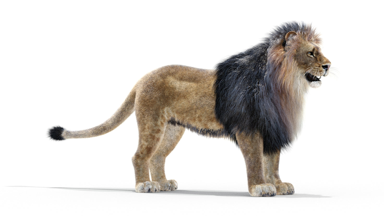 Animated Lion 3D Model with Fur 360° view 1 frame 33