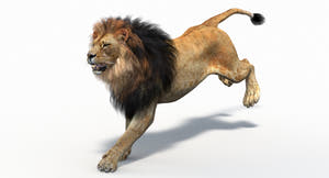 Running lion 3d model for purchase and download Thumbnail