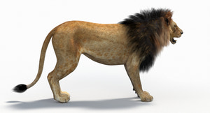 Big Cats 05 3D Model Thumbnail