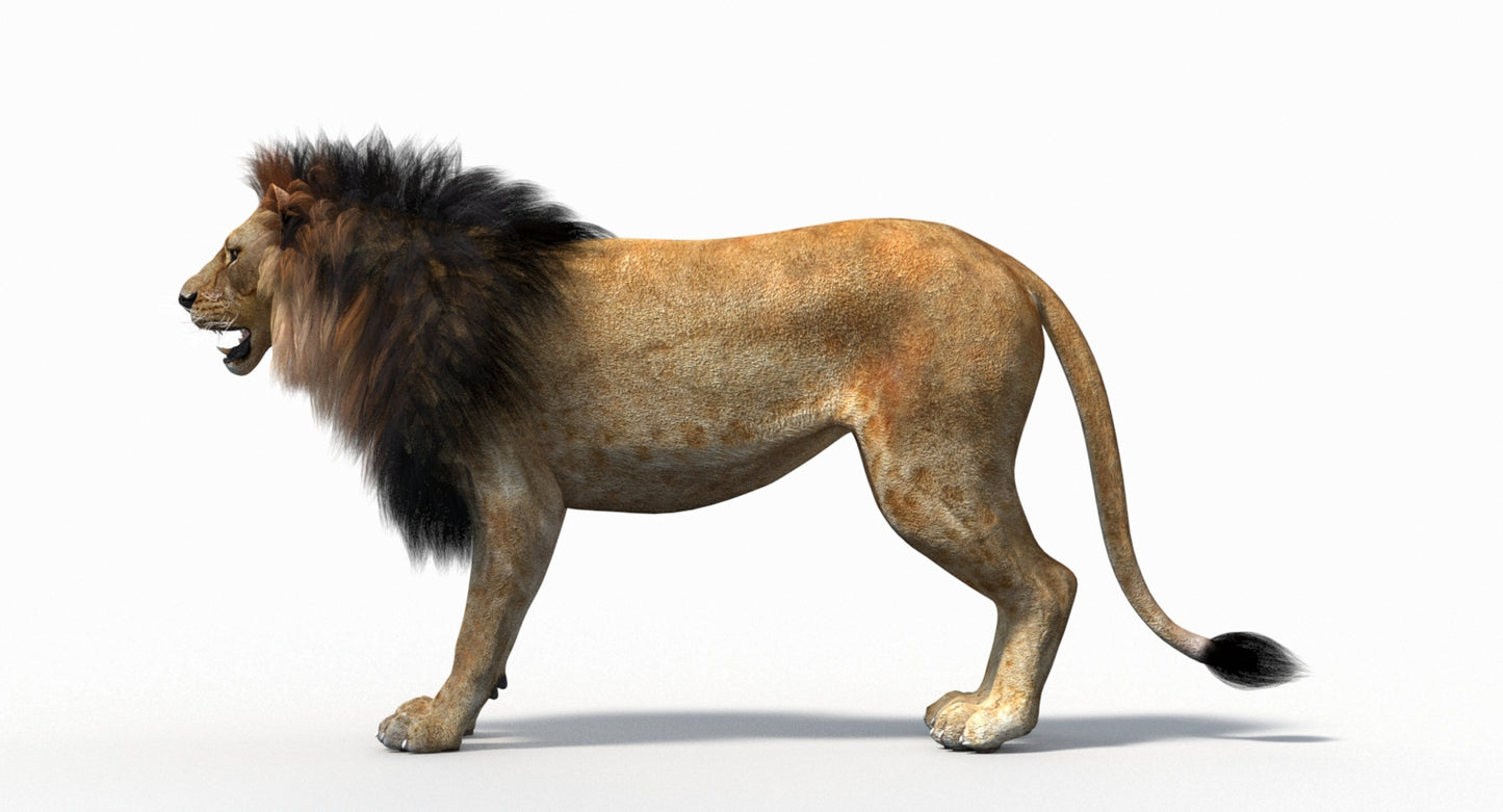 Big Cats 05 3D Model