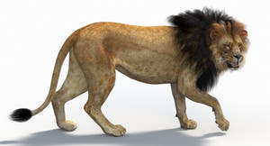 3D rendered lion on a white background Thumbnail