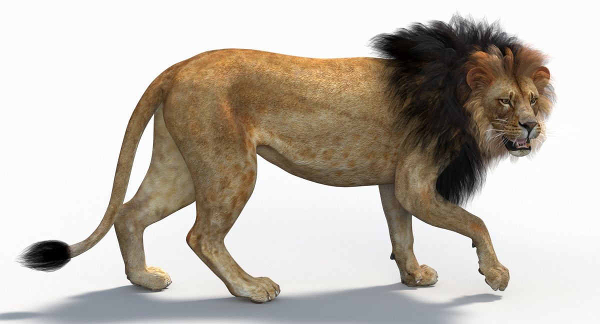 3D rendered lion on a white background