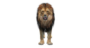 Big Cats 05 3D Model Thumbnail