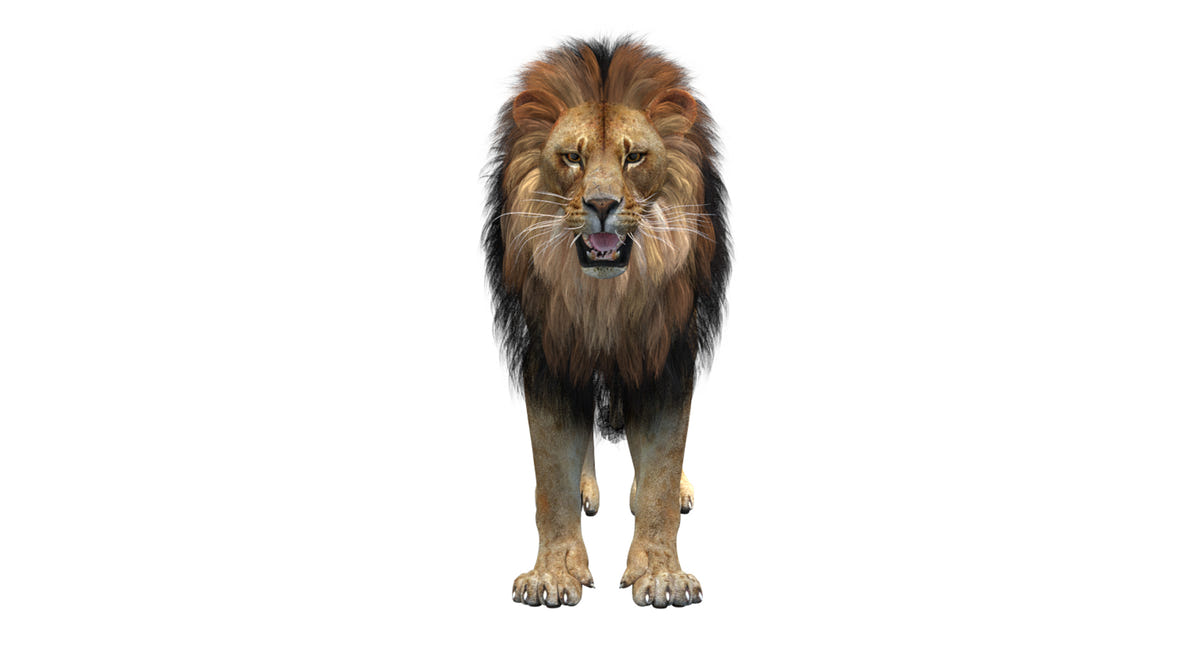 Big Cats 05 3D Model
