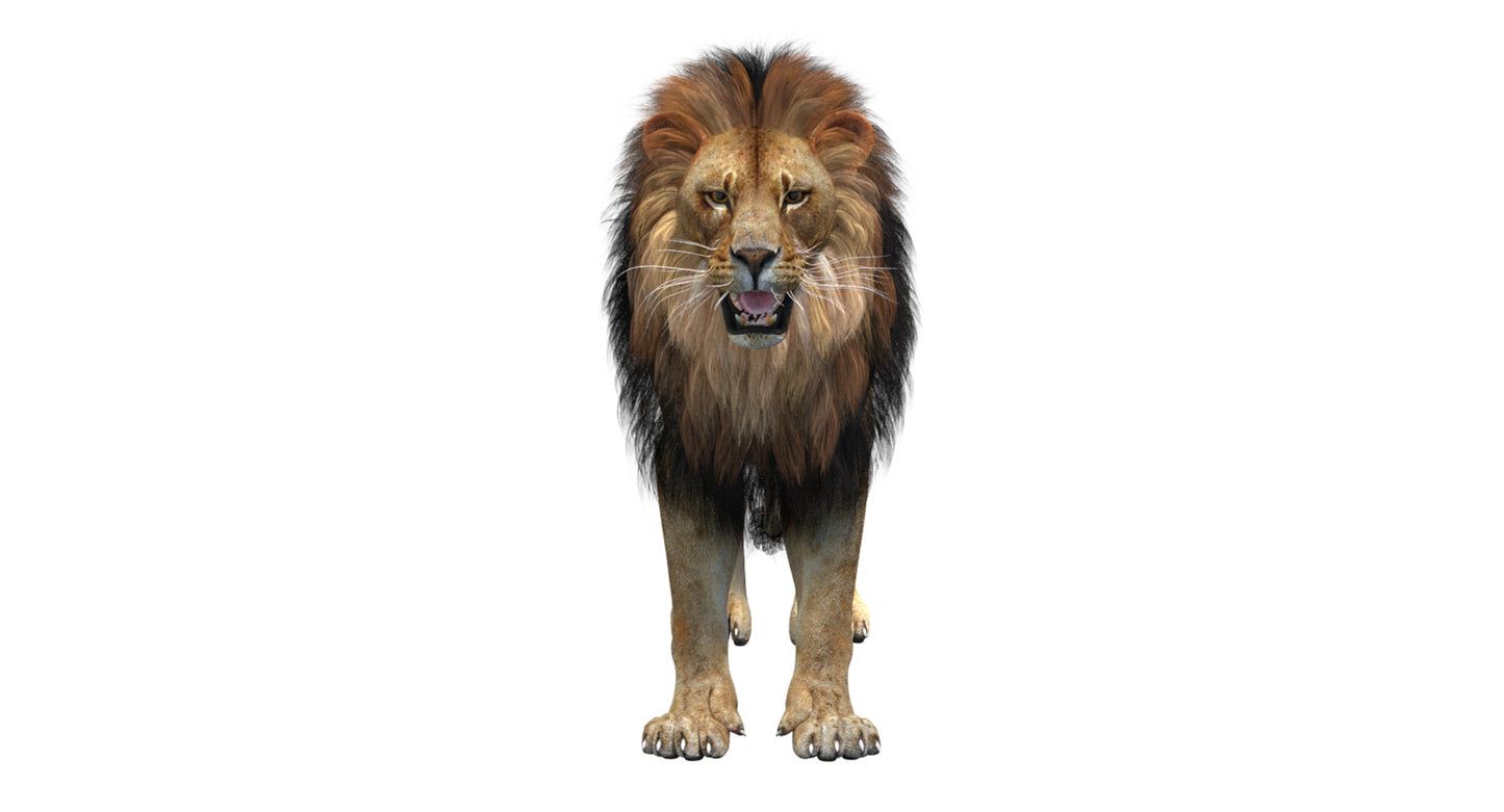 Big Cats 05 3D Model