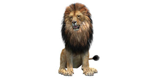 Realistic Lion 3D Model on a white background Thumbnail