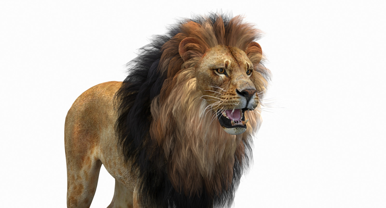 Big Cats 05 3D Model