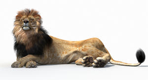Lion lying down on a white background Thumbnail