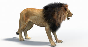 Game-Ready Animated Lion 3D Model (Polygonal Mane) Thumbnail