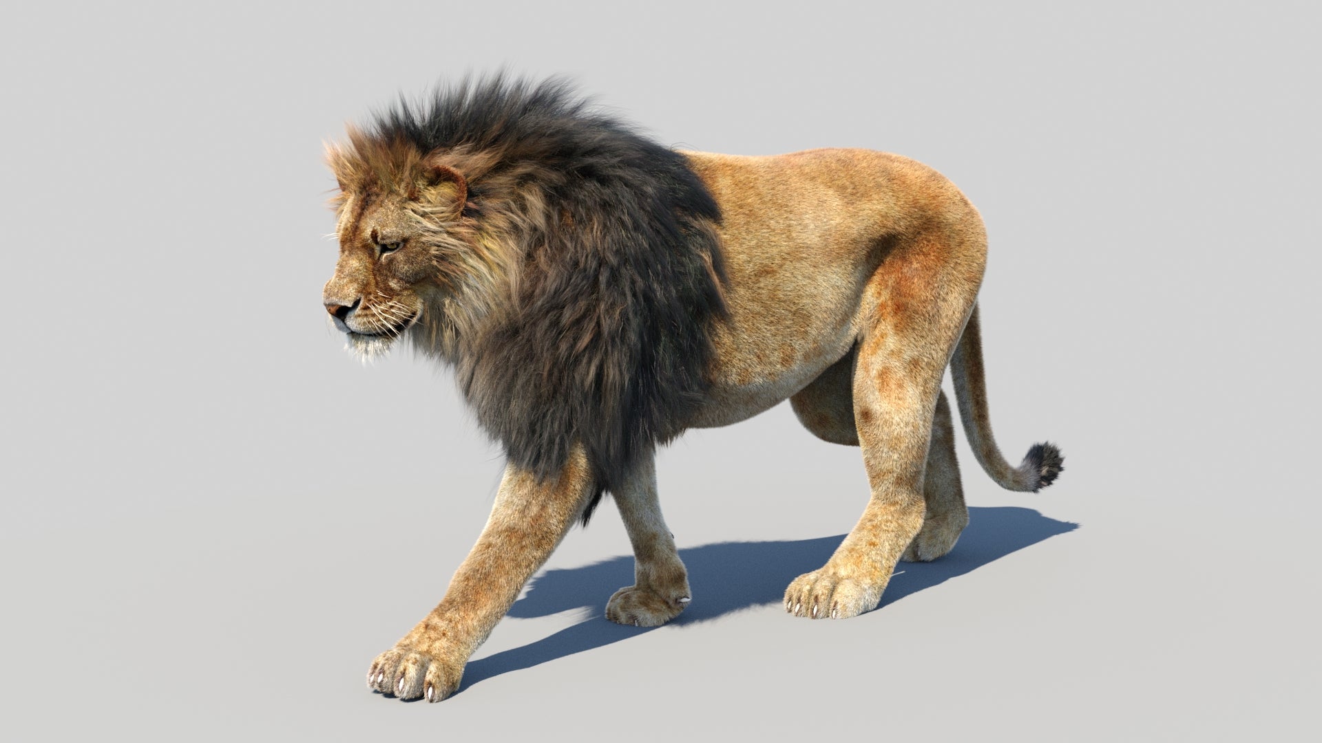 Animated Lion 3D Model Fur - 360 Degree View
