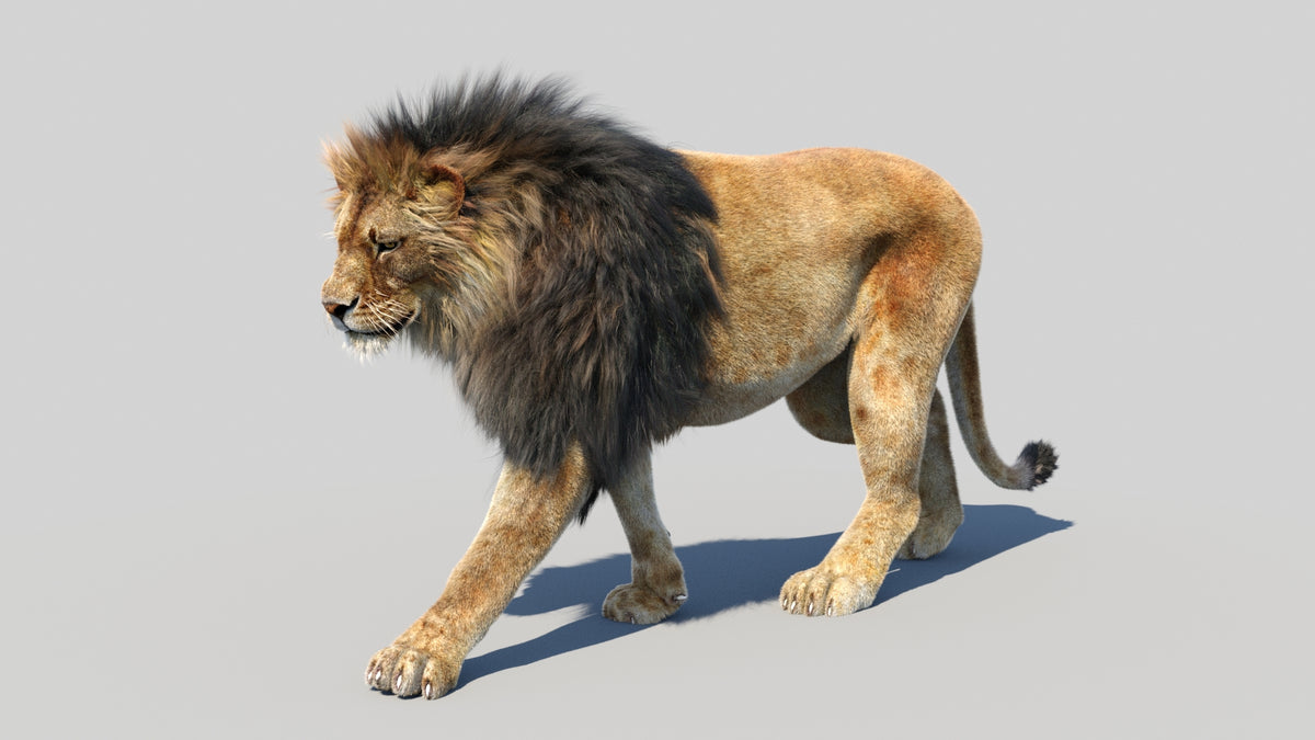 Animated Lion 3D Model - Hair and Fur - 360 Degree View