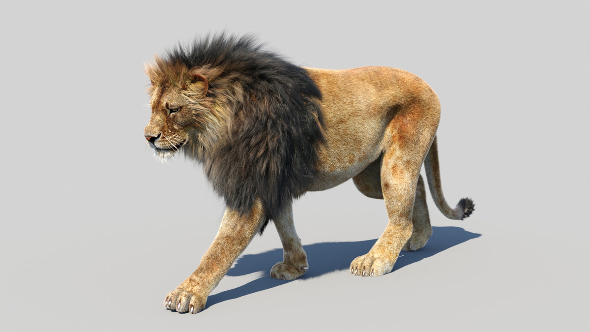 Animated Lion 3D Model Fur - 360 Degree View