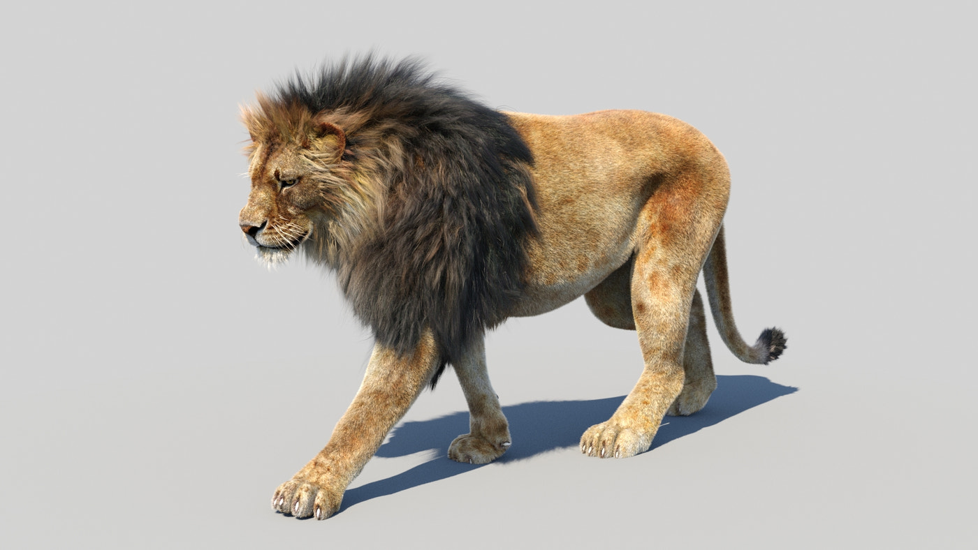 Animated Lion 3D Model Fur - 360 Degree View