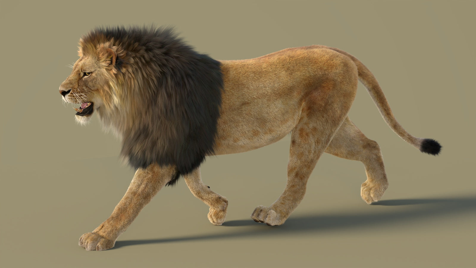 Animated Lion 3D Model with Fur 360° view 2 frame 2