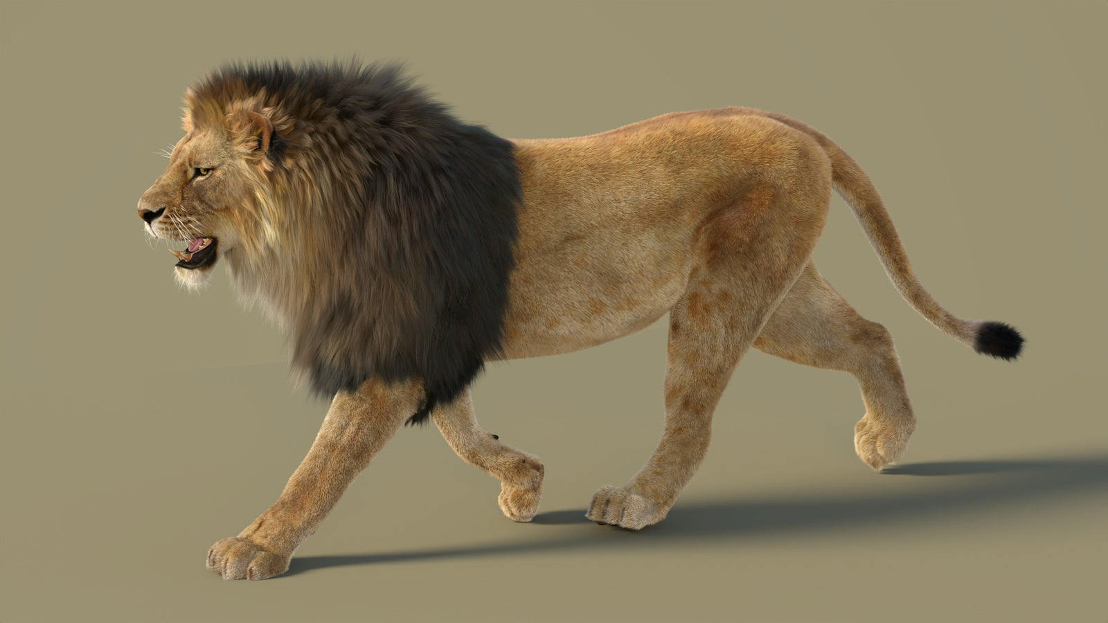 Animated Lion 3D Model with Fur 360° view 2 frame 3