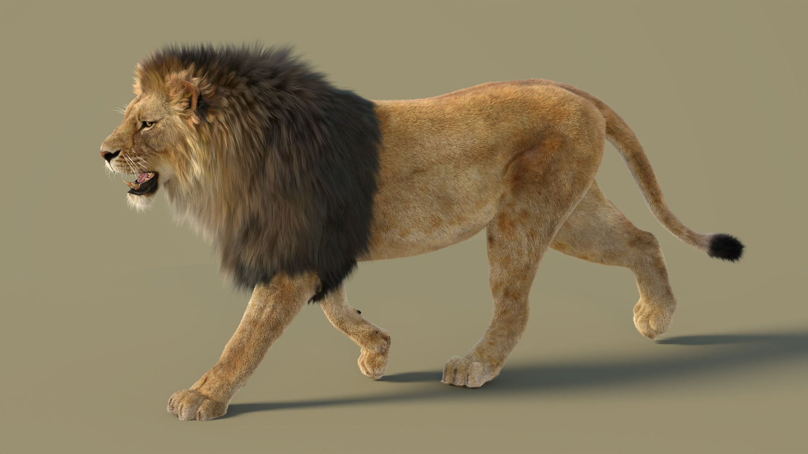 Animated Lion 3D Model with Fur 360° view 2 frame 4