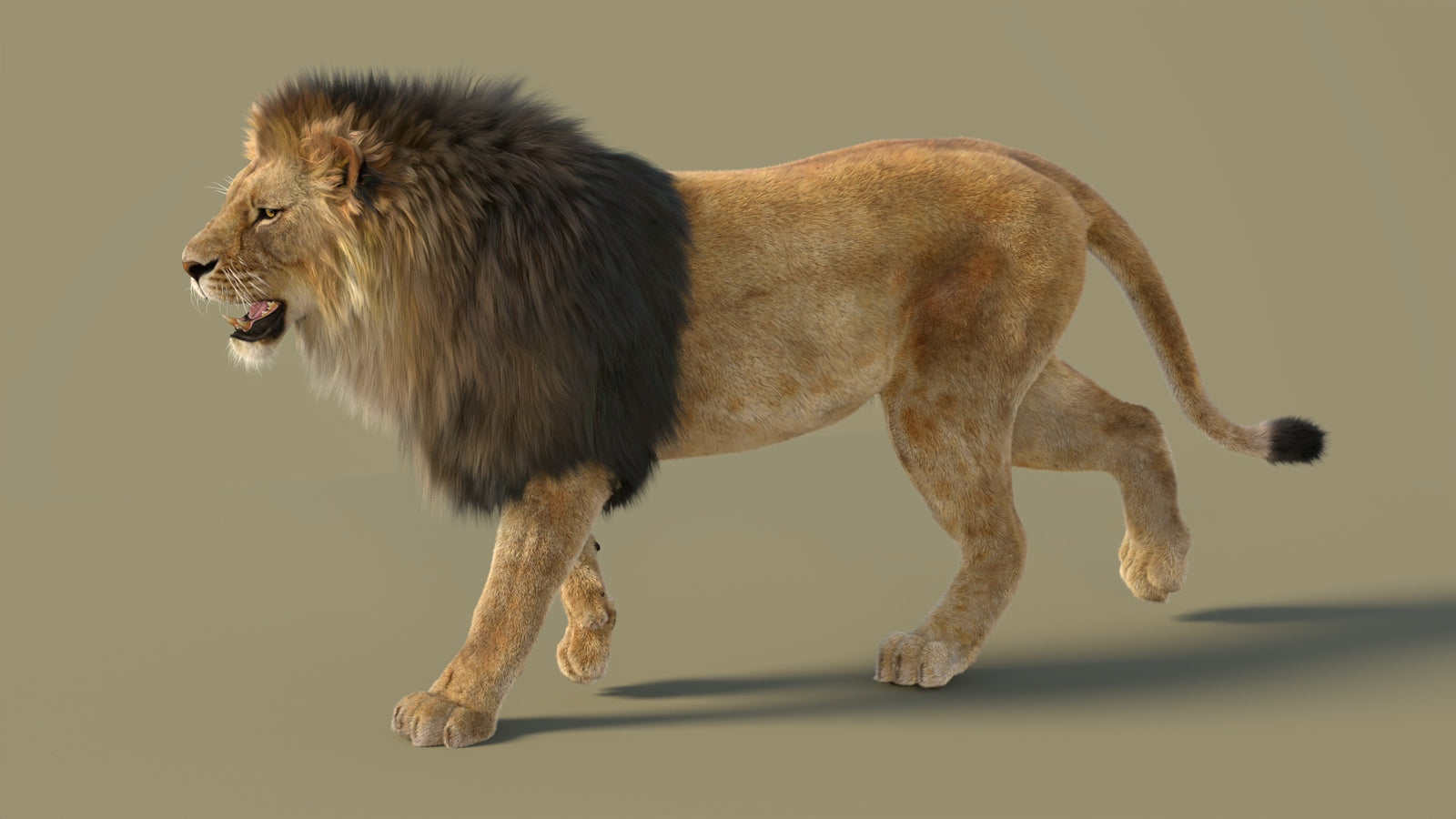 Animated Lion 3D Model with Fur 360° view 2 frame 7