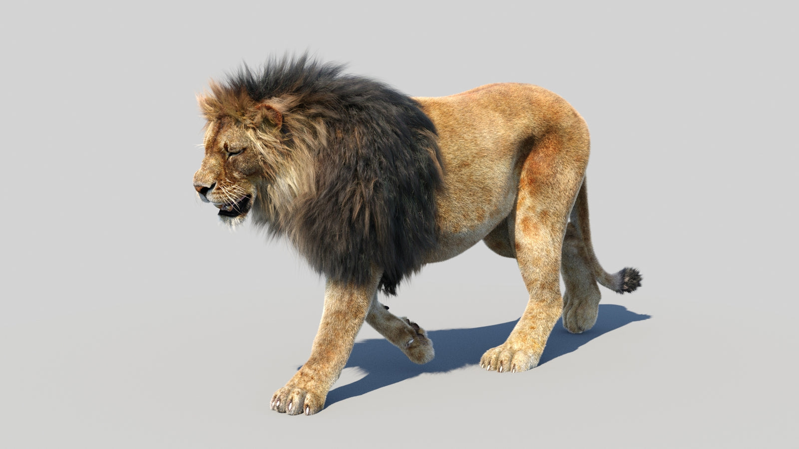 Animated Lion 3D Model Fur 360° view 2 frame 7