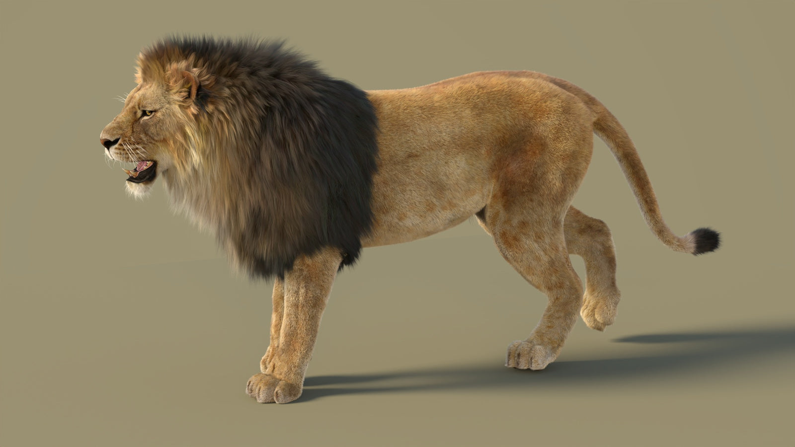 Animated Lion 3D Model with Fur 360° view 2 frame 9